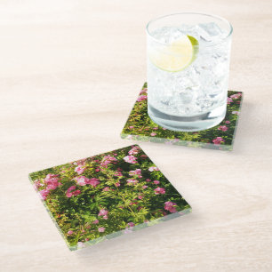 Pink Roses in bloom  Glass Coaster