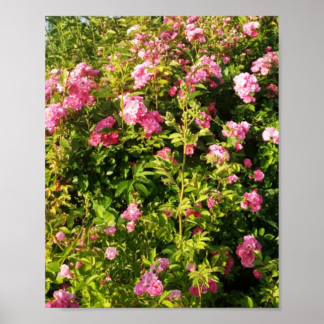 Pink Roses in bloom Poster (Front)