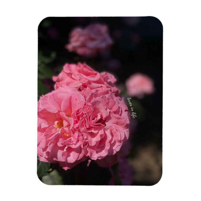 Pink Roses  Magnet (Vertical)