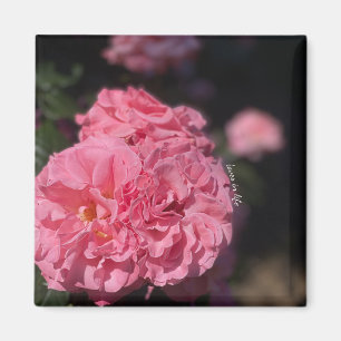 Pink Roses Magnet