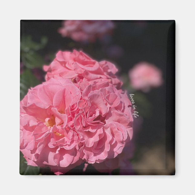 Pink Roses  Magnet (Front)