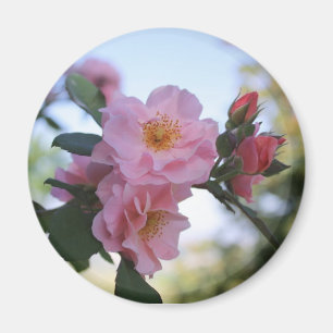 Pink Roses Magnet