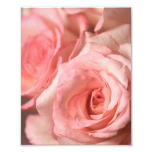 Pink Roses Photo Print