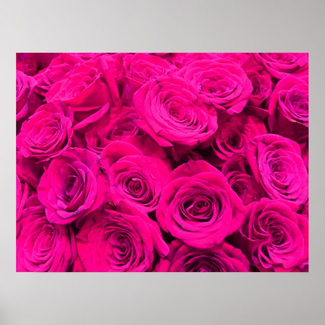 Pink roses pink flowers pink floral poster (Front)