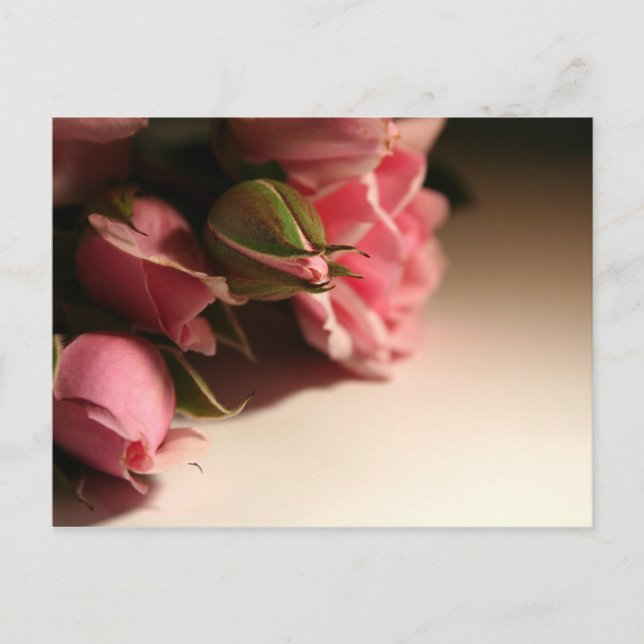 Pink Roses Postcard (Front)