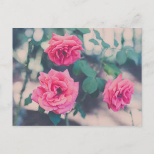Pink Roses Postcard