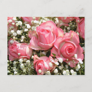 Pink Roses Postcard