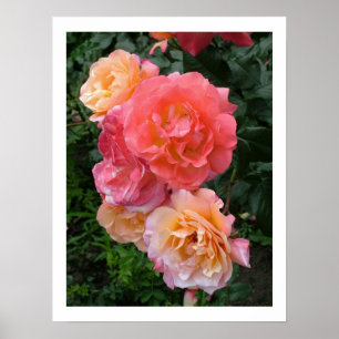 Pink Roses Poster