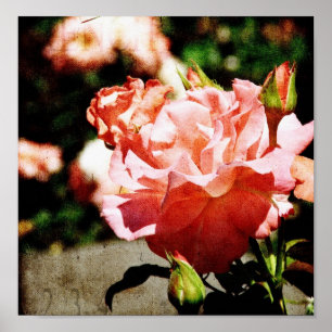 Pink Roses Poster
