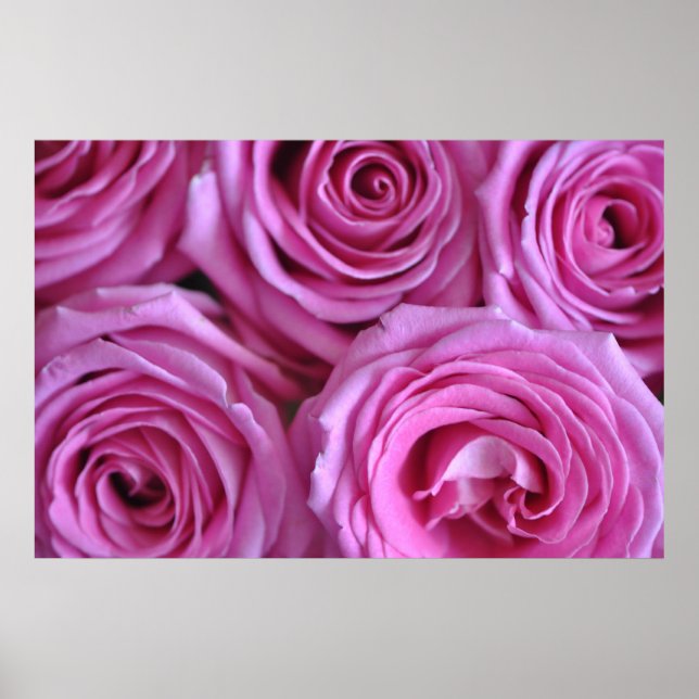 Pink Roses Poster (Front)