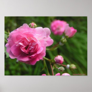 Pink Roses Poster