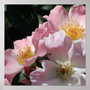 Pink Roses Print