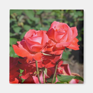 Pink roses print magnet
