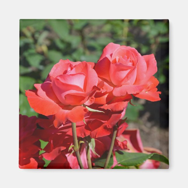 Pink roses print magnet (Front)