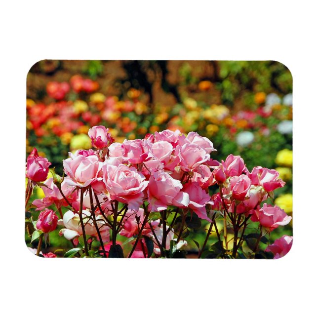 Pink roses print magnet (Horizontal)