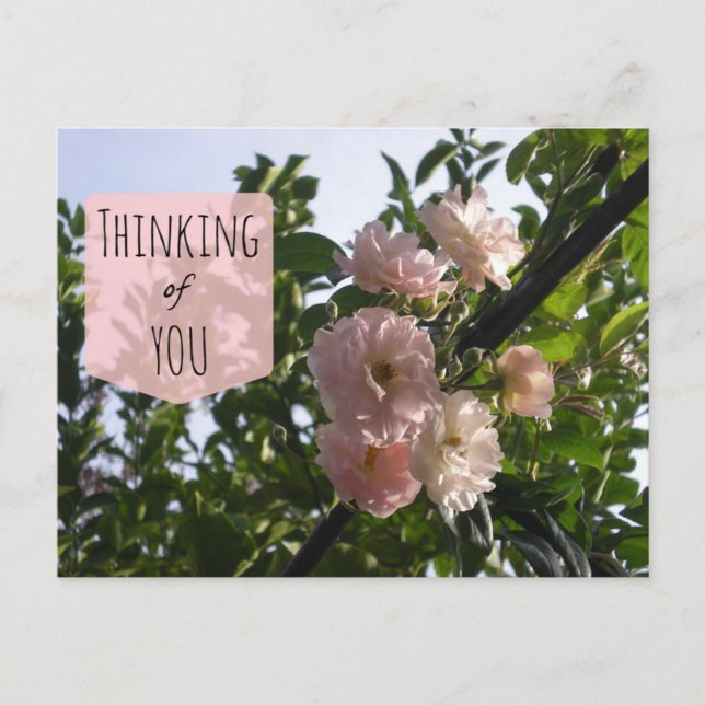 Pink Roses Thinking of You Postcard (Front)