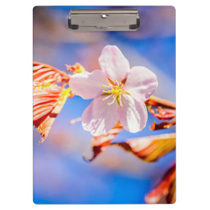 Pink Sakura Flower Blue Sky Clipboard