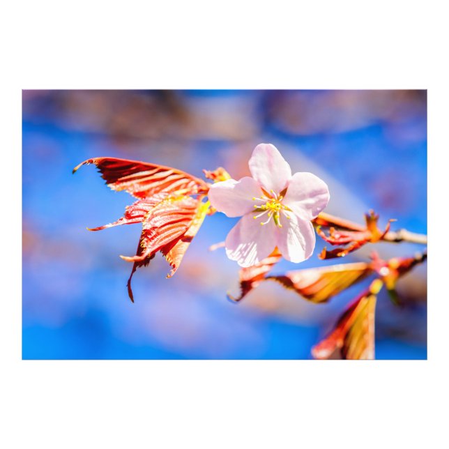 Pink Sakura Flower Blue Sky Photo Print (Front)