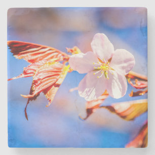 Pink Sakura Flower Blue Sky Stone Coaster