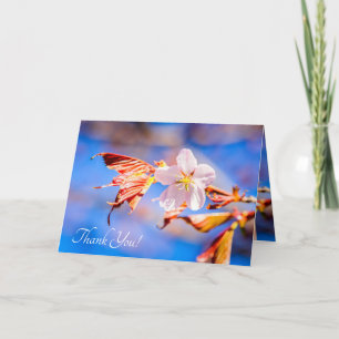 Pink Sakura Flower Blue Sky Thank You Card