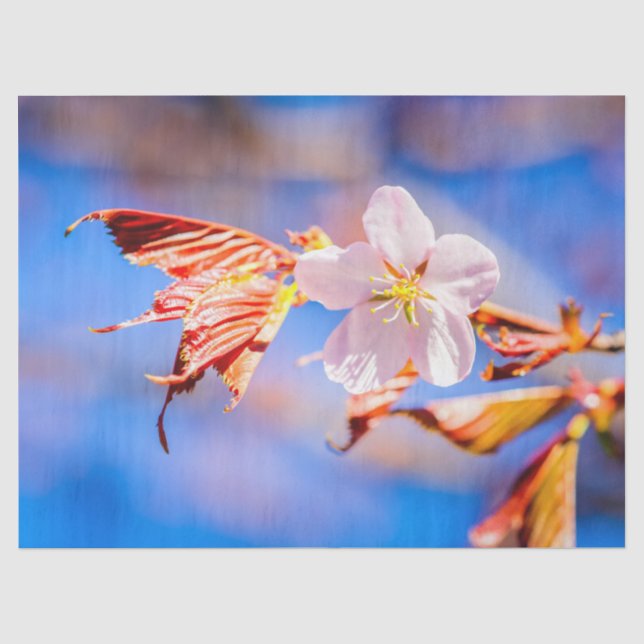 Pink Sakura Flower Blue Sky Tissue Paper (Front)