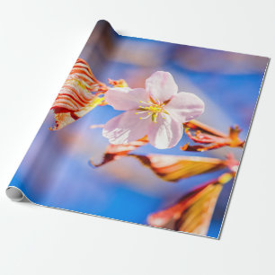 Pink Sakura Flower Blue Sky Wrapping Paper