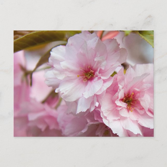 Pink Sakura Flower Postcard (Front)