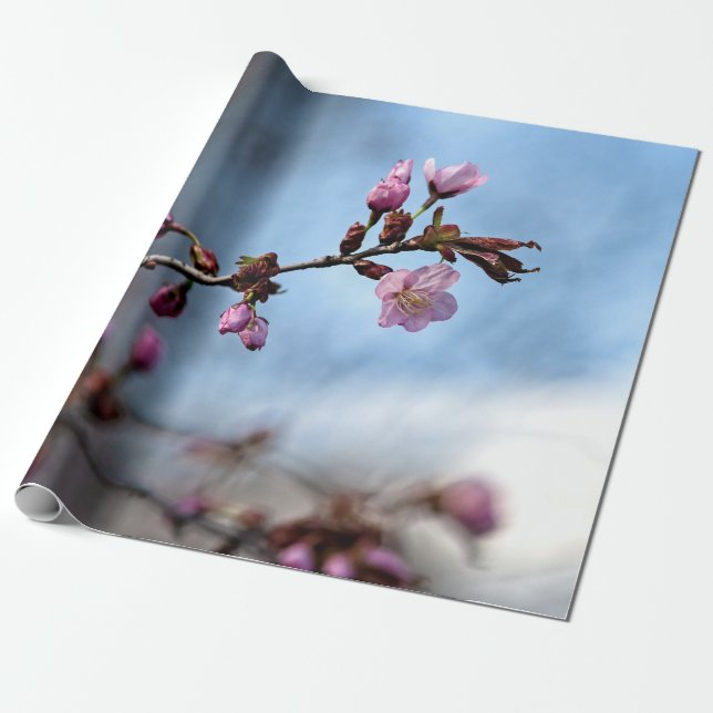Pink Sakura Flowers, Blue Sky, White Cloud Wrapping Paper (Unrolled)
