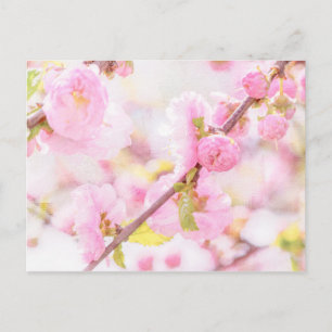 Pink sakura flowers - Japanese cherry blossom Postcard