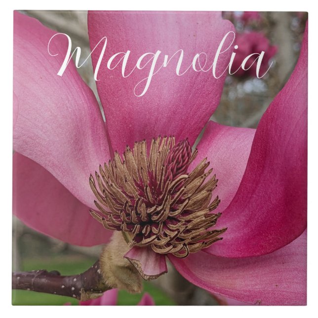 Pink Saucer Magnolia Blossom Floral Ceramic Tile (Front)