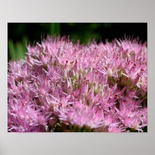 Pink Sedum Autumn Flowers Close Up Poster