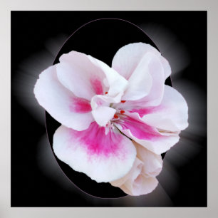 Pink Shades Poster