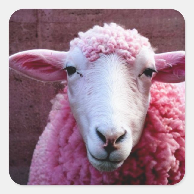 Pink Sheep Square Sticker (Front)
