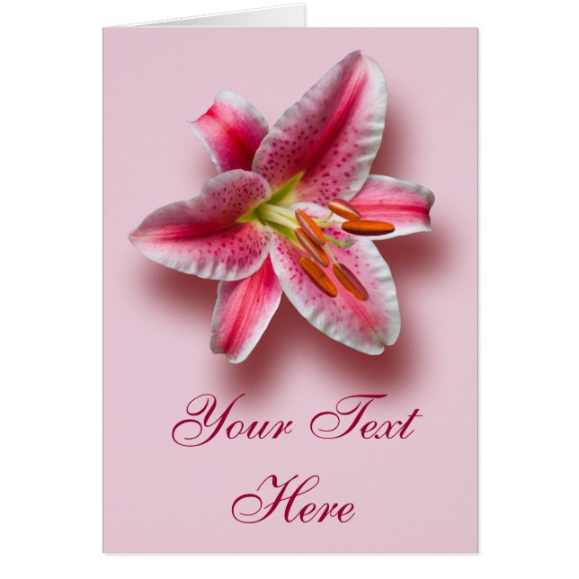 Pink Single Stargazer Lily (Front)