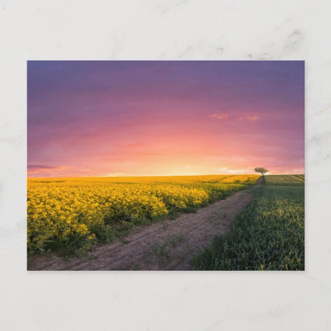 Pink Sky At Night Postcard (Front)