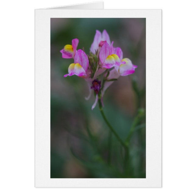 pink snapdragons (Front)