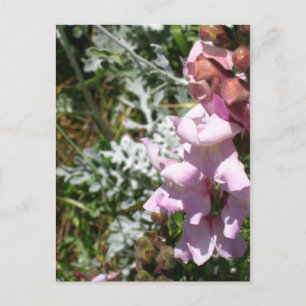 Pink Snapdragons Postcard