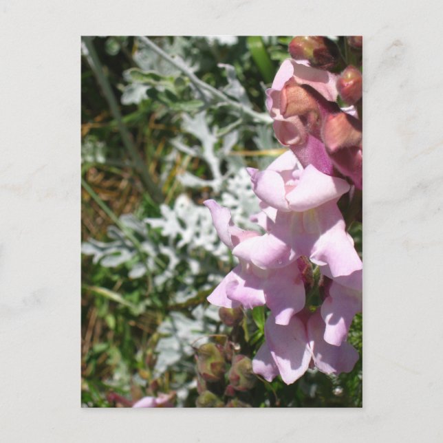 Pink Snapdragons Postcard (Front)