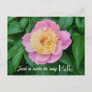 Pink Sorbet Peony Hi Hello Expression  Postcard