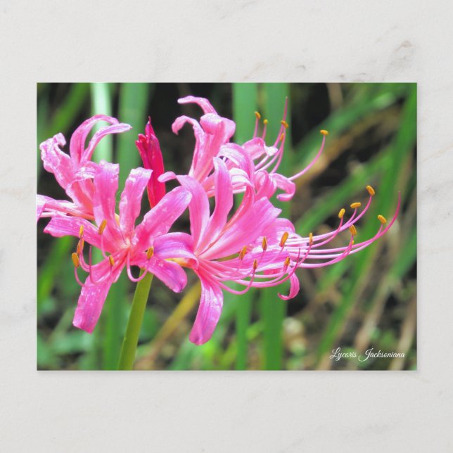 Pink Spider Lily [Postcard] Postcard (Front)
