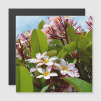 Pink Splendor, Pink Frangipani Blooms On A Tree