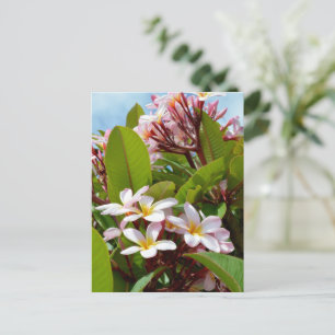 Pink Splendor, Pink Frangipani Blooms On A Tree Postcard