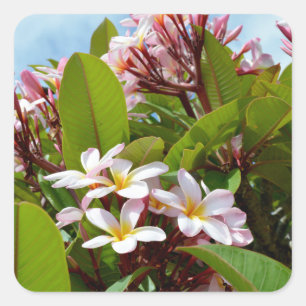 Pink Splendor, Pink Frangipani Blooms On A Tree Square Sticker