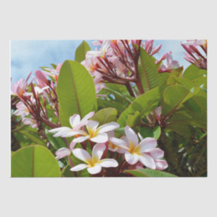 Pink Splendor, Pink Frangipani Blooms On A Tree Tissue Paper