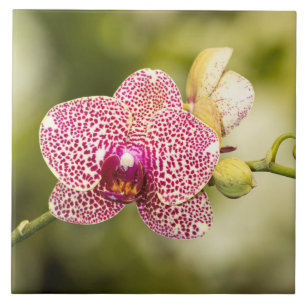 Pink spotted orchid ceramic tile