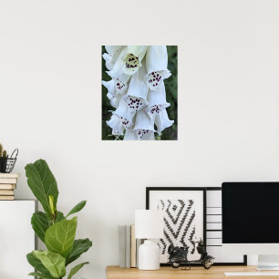 Pink Spotted White Foxglove Floral Poster