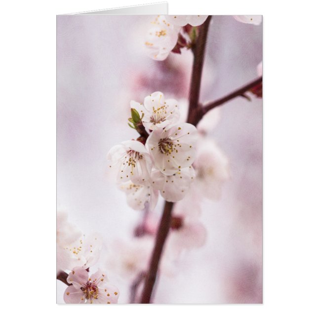 Pink spring blossoms (Front)