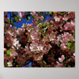 Pink Spring Blossoms Blue Sky Flower Poster