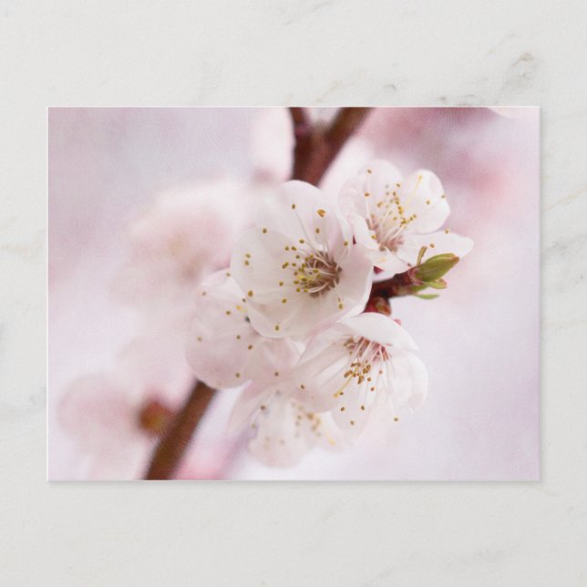 Pink spring blossoms postcard (Front)