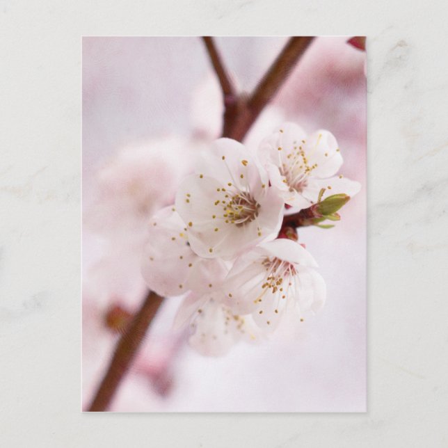 Pink spring blossoms postcard (Front)